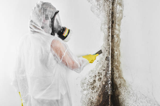 Best Commercial Mold Remediation in Belfast, ME