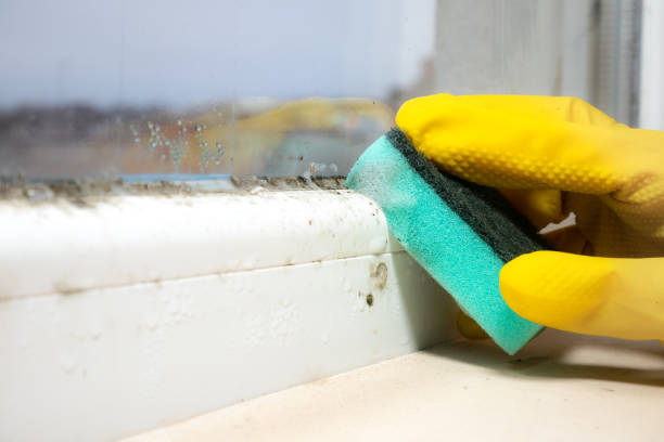 Best Bathroom Mold Remediation in Belfast, ME