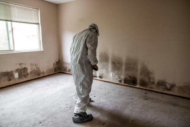 Best Post-Flood Mold Remediation in Belfast, ME