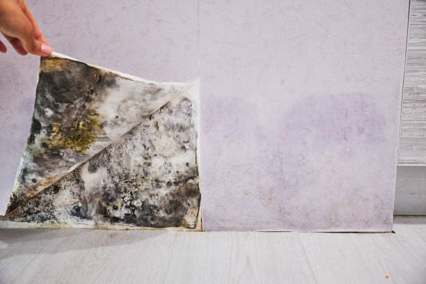 Trusted Belfast, ME Mold Remediation Experts
